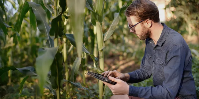 Ein junger Landwirt analysiert Pflanzen auf einem Feld.